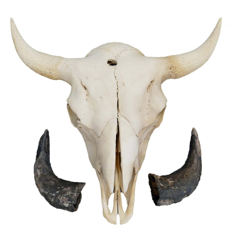 North American Buffalo Skull