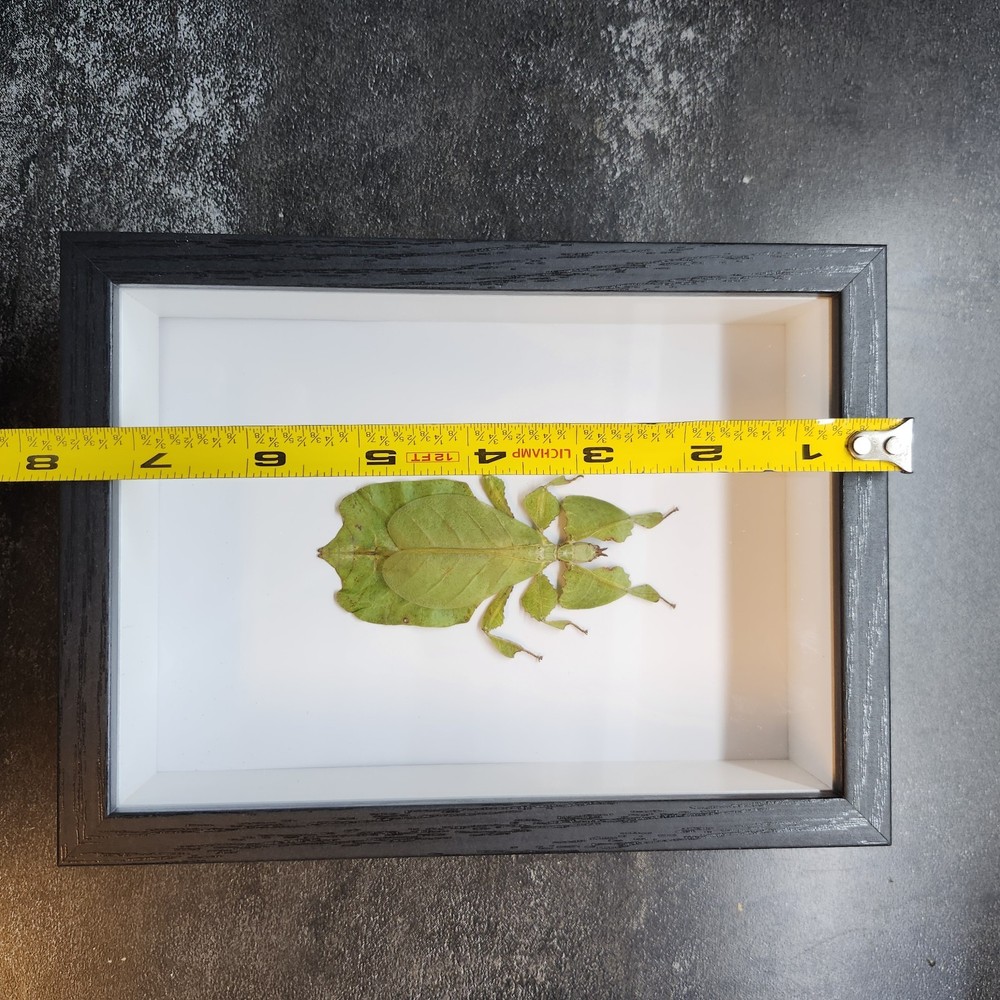 Real Insect Specimen Leaf Bug Shadow box Taxidermy Bug Beetle Butterfly Oddity