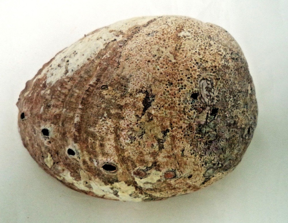 Medium 4" Abalone Sea Shell For Smudging Burning Sage Sticks Incense Display