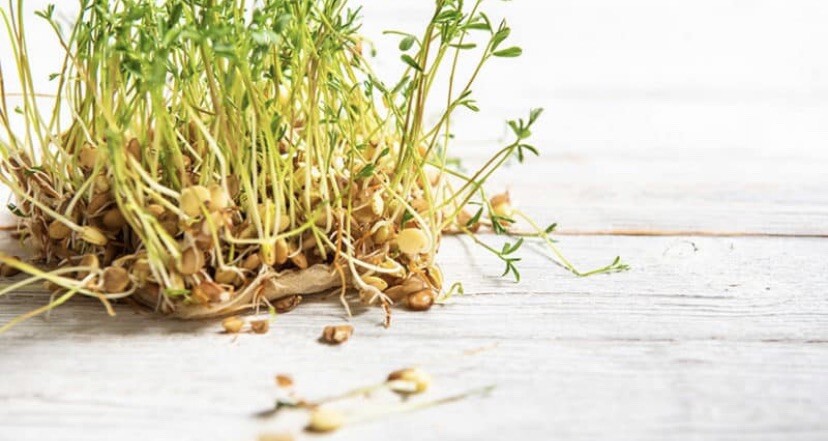 Organic Lentils Seeds (100 seeds)
