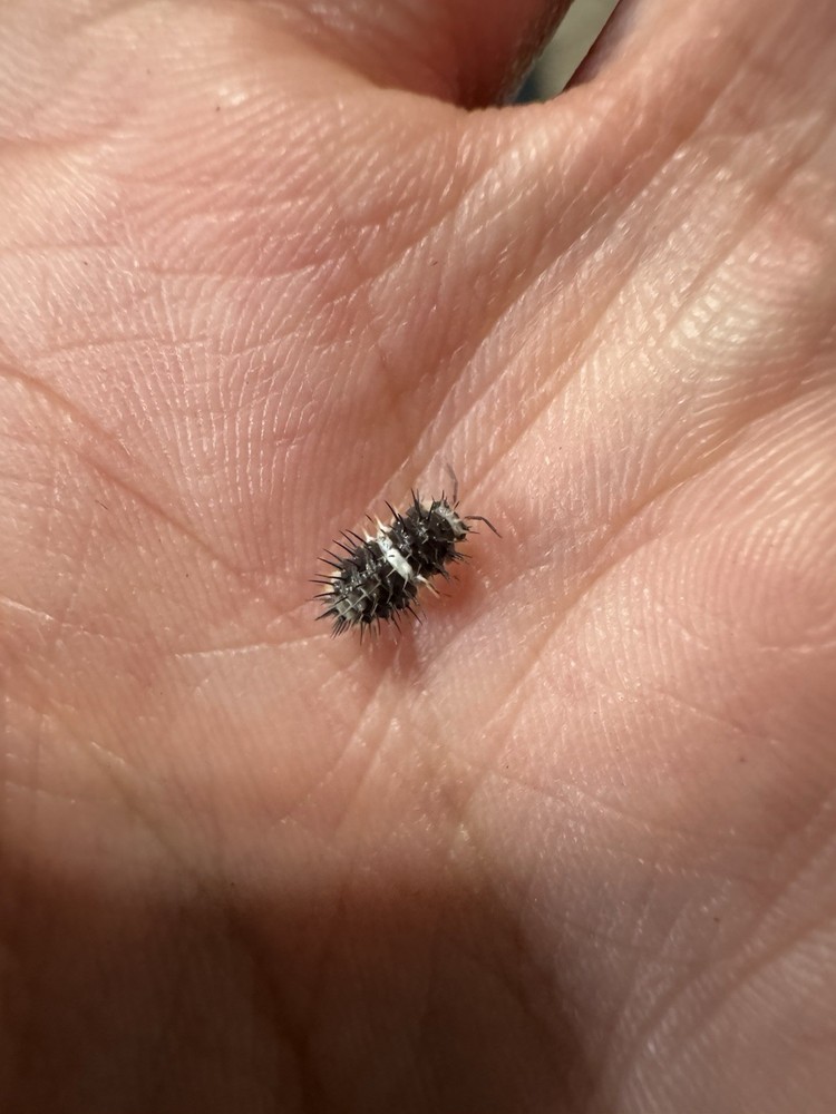 Panda Spiky Isopod LAG