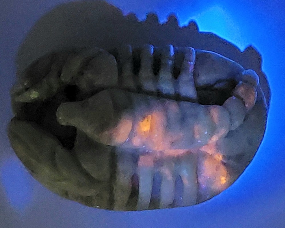 Hackmanite Scorpion Carving- UV Reactive- WYSIWYG