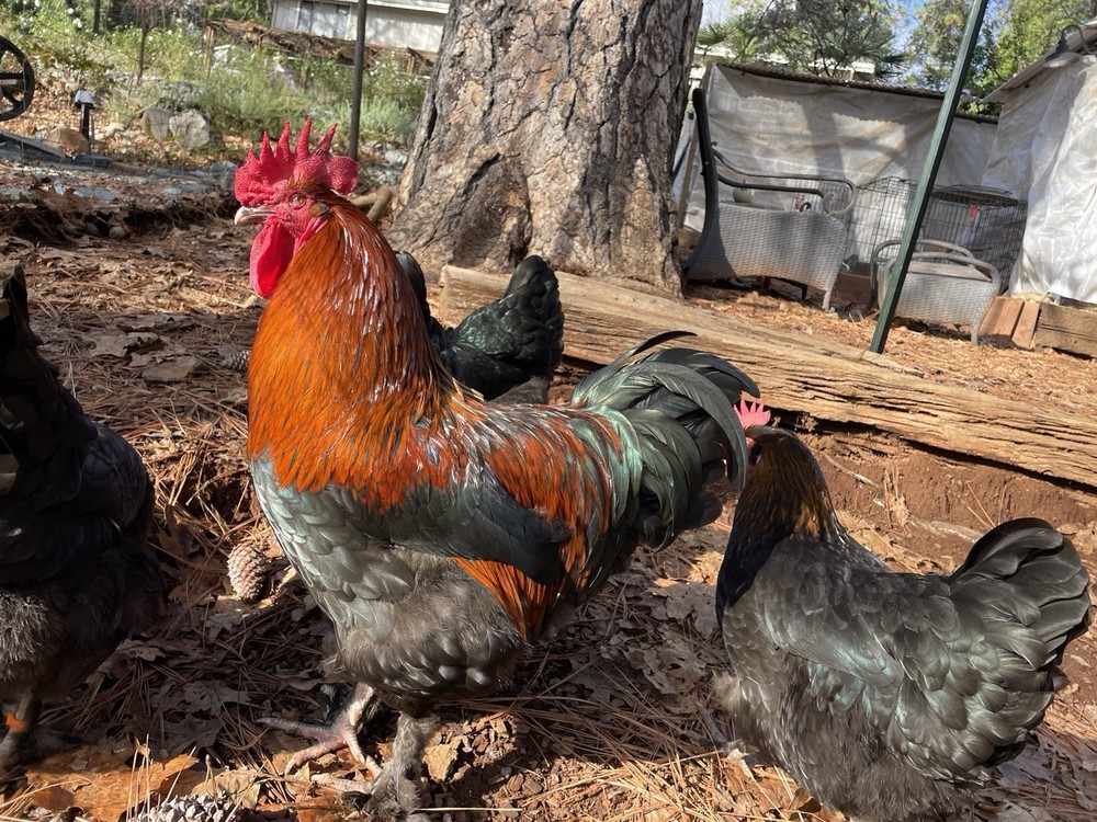 1 Dozen Black Copper Marans Hatching Eggs!