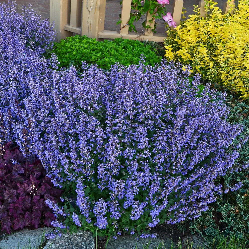 2 Catmint Low Walker Bare Roots For Immediately Plant Freshly Dug