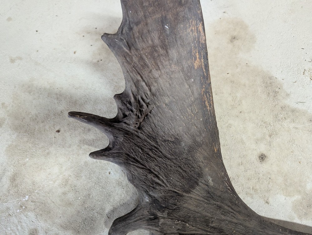 2 Moose Antlers From And Old Mount