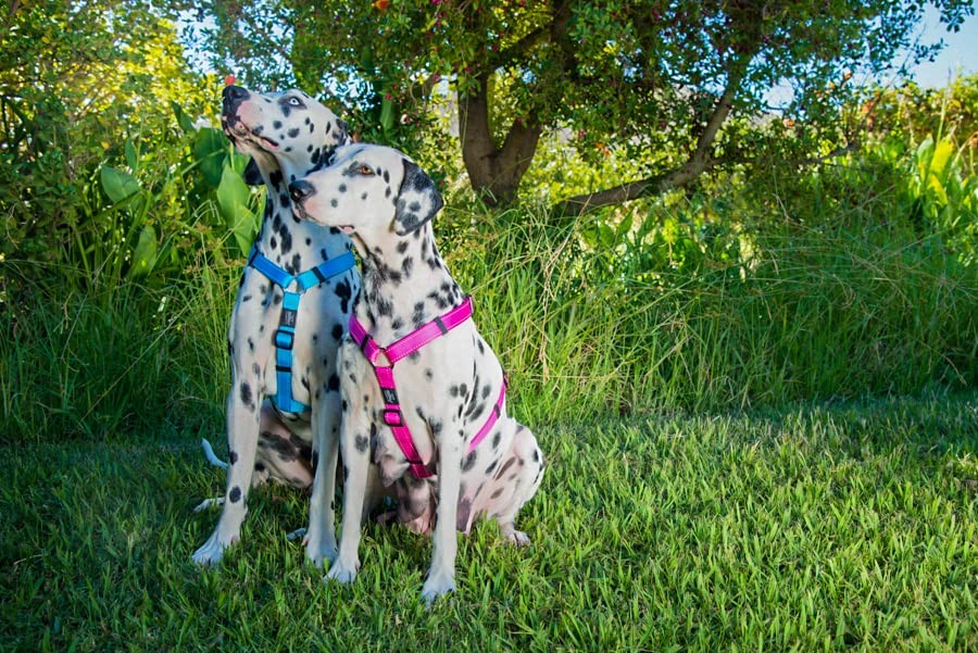 Small Blue Reflective Adjustable H-Style Dog Harness for Walking Training