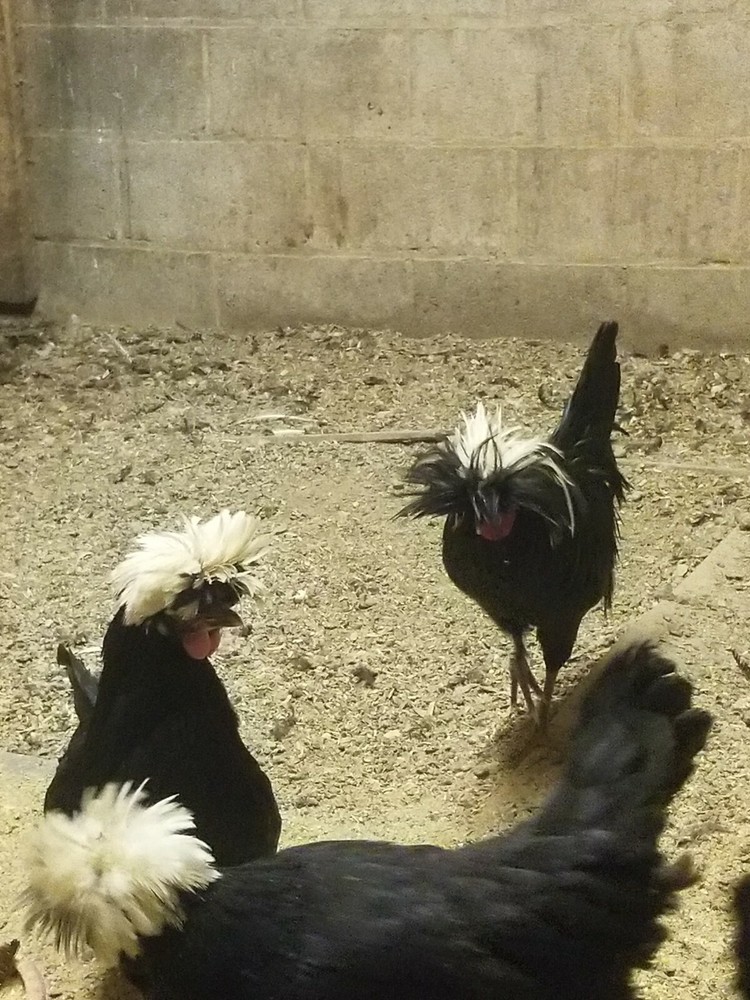 White Crested Black Polish Hatching Eggs - Chicken