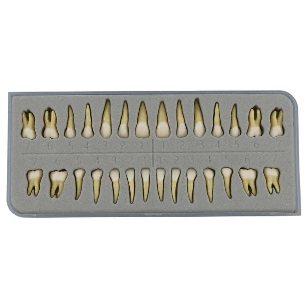 Dental Typodont Practice Study Standard Teeth Model Soft Gum Simulation Cheek