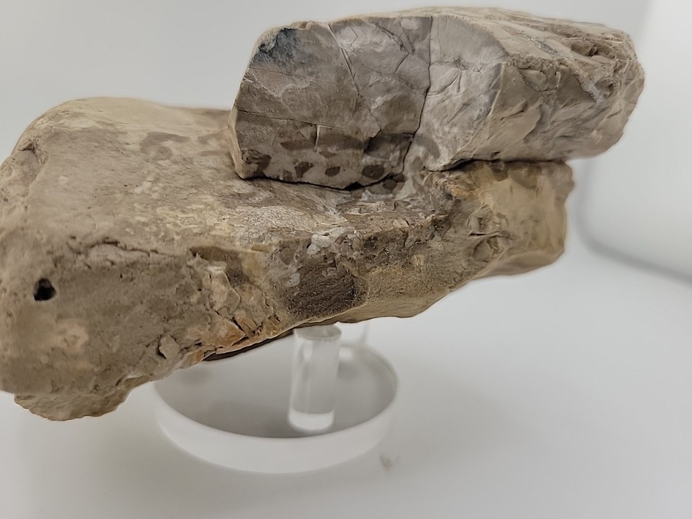 Egg Fossil Permineralized Compression Reptile Egg Fossil