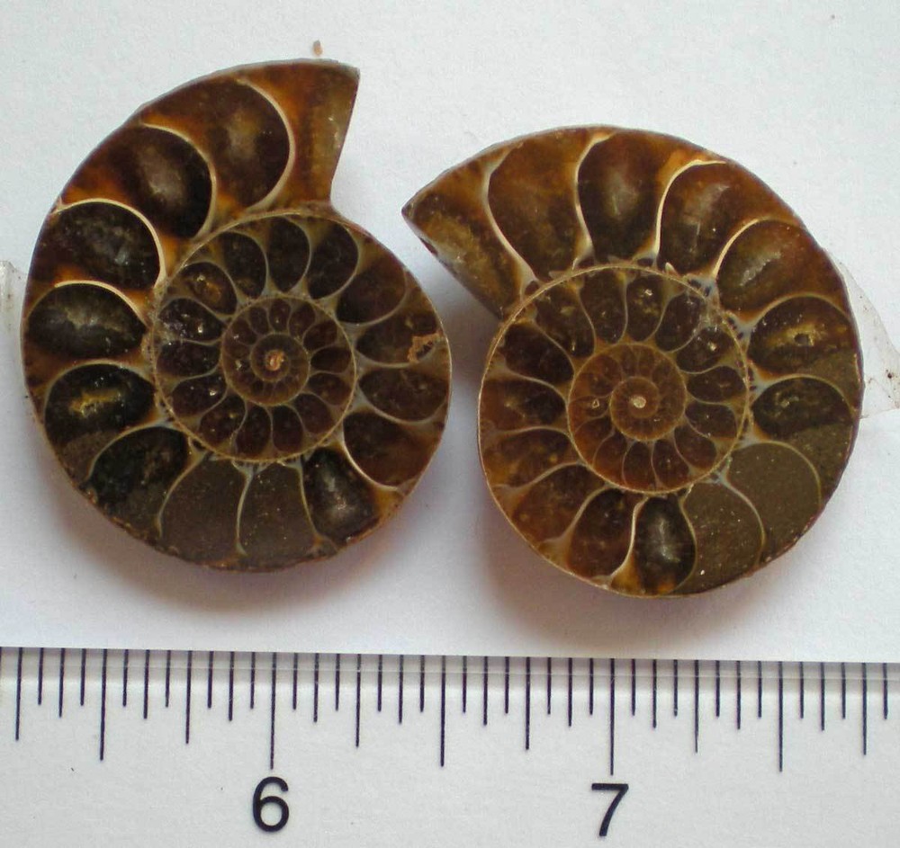 Opalized Ammonite Specimen from Madagascar r976n