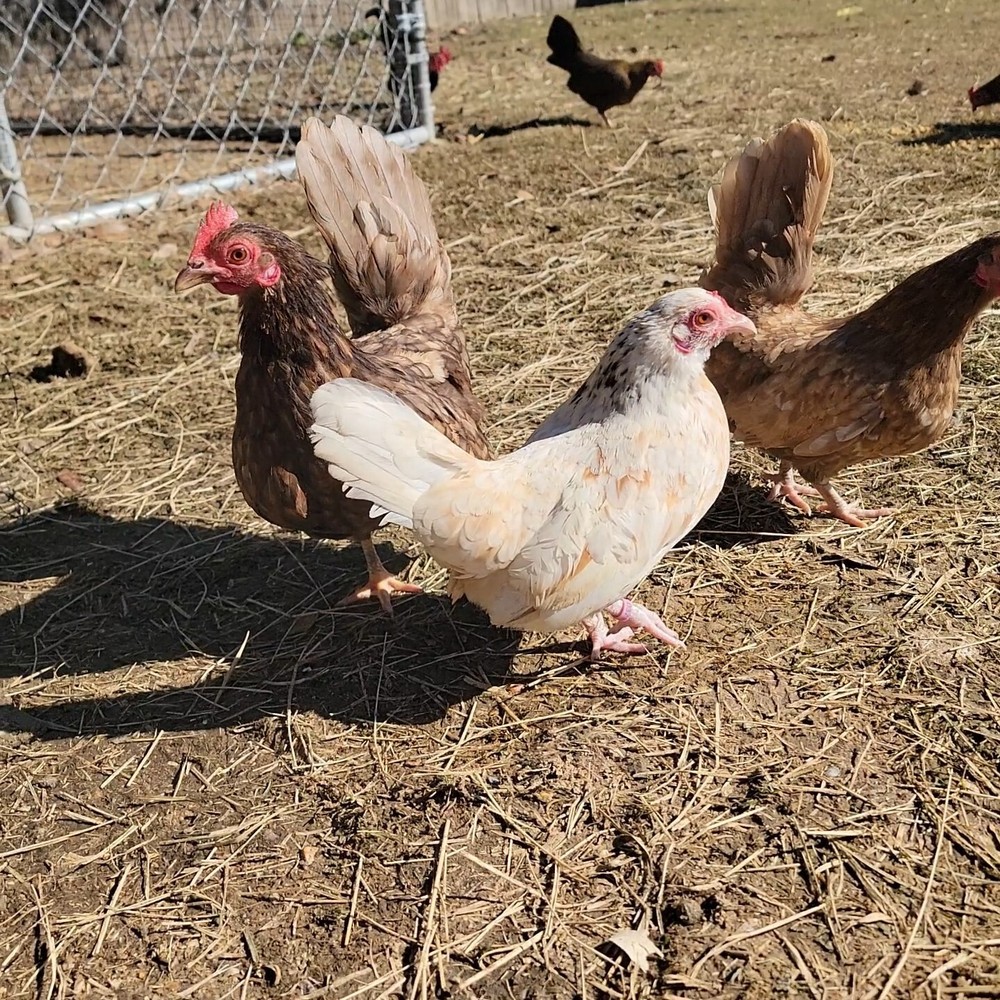 24+ Serama Bantam Hatching Eggs 4-H