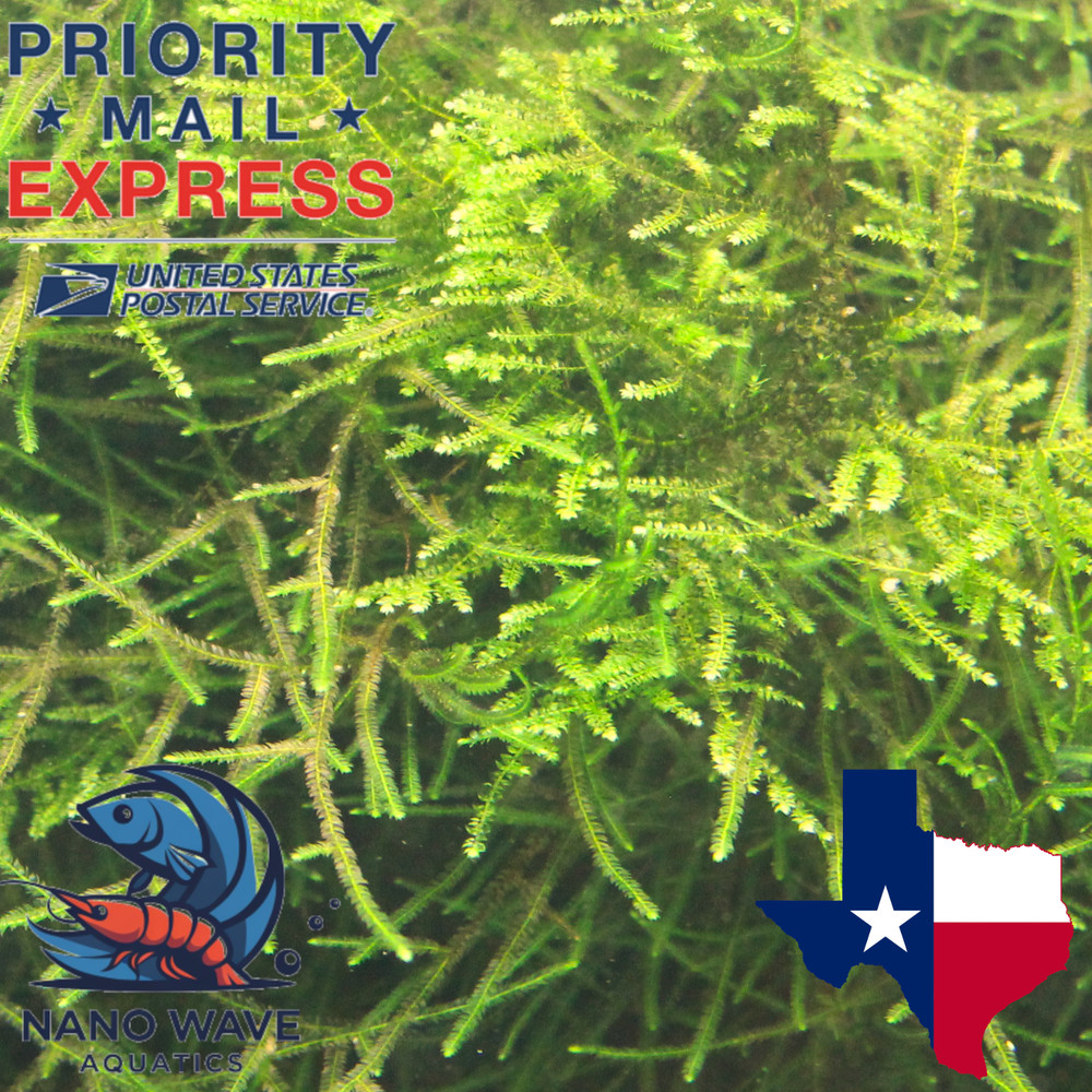 Tx Grown Java Moss 2x2 Easy Beginner Aquarium Plant Low Light Starter Bundle