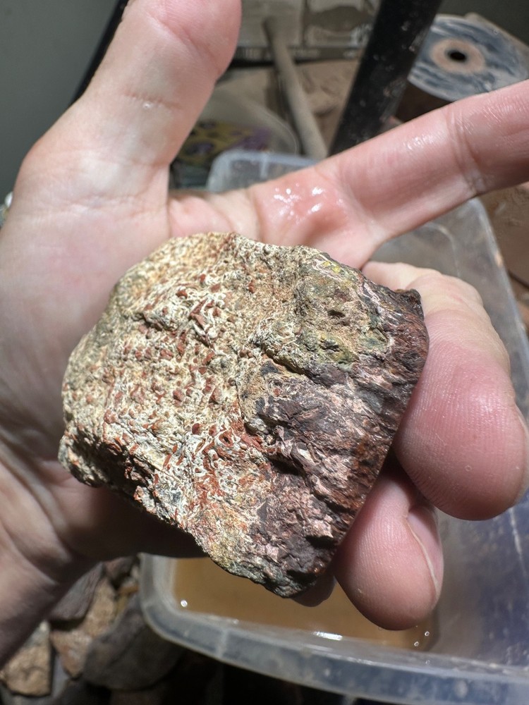 Dinosaur bone polished end cut specimen.