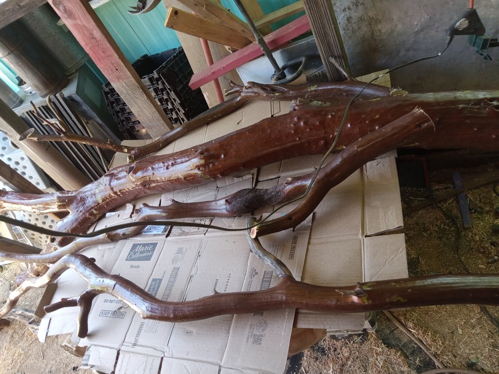 manzanita wood