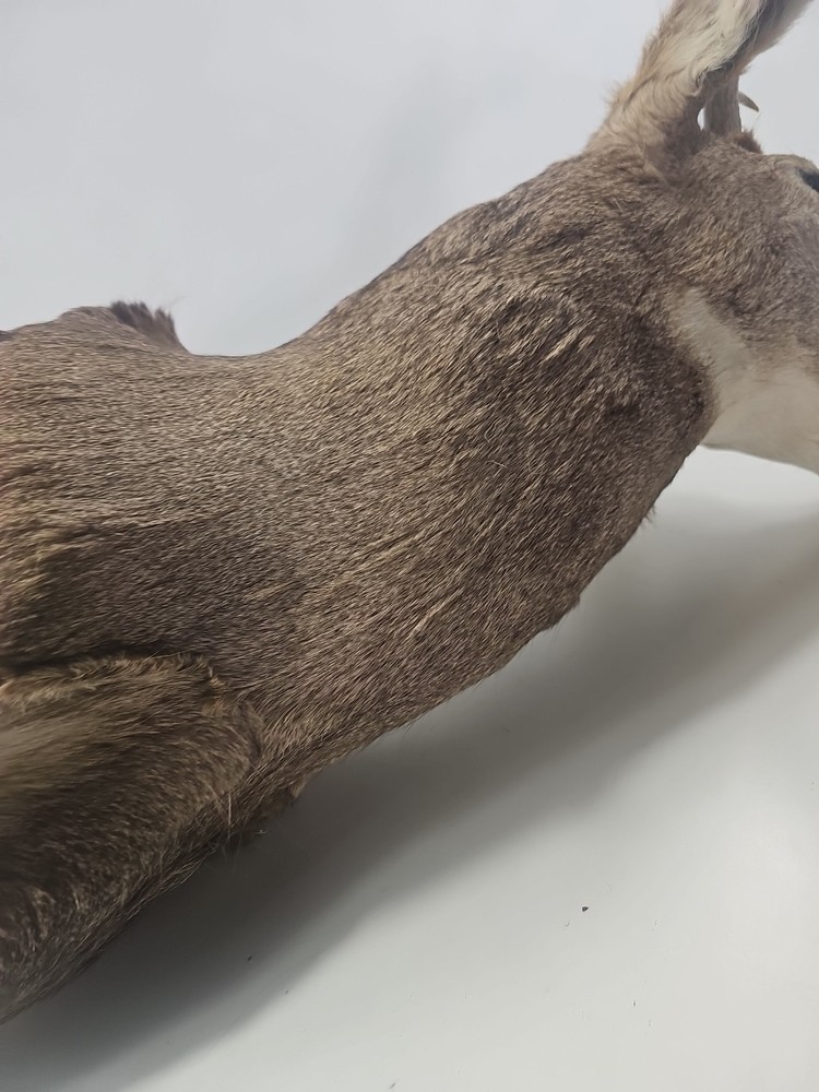 Authentic White-Tailed Deer Head Wall Mount Taxidermy