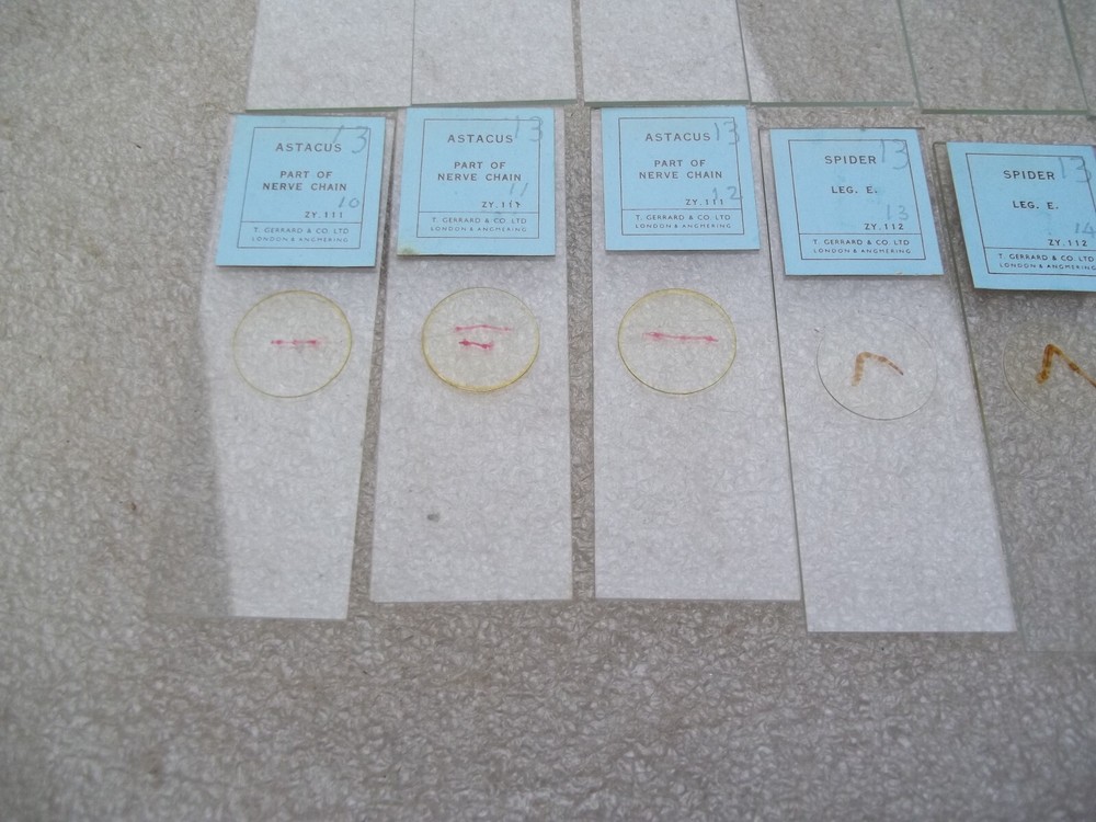 Vintage Glass Microscope Slides -