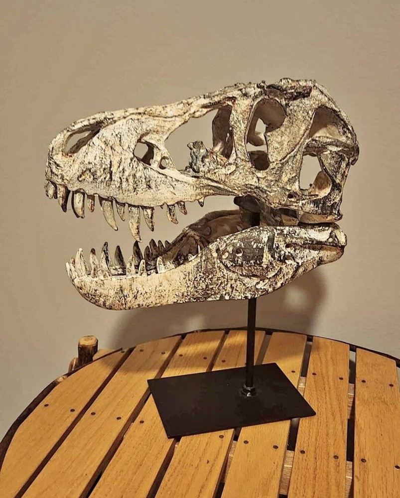 T-Rex Replica Skull