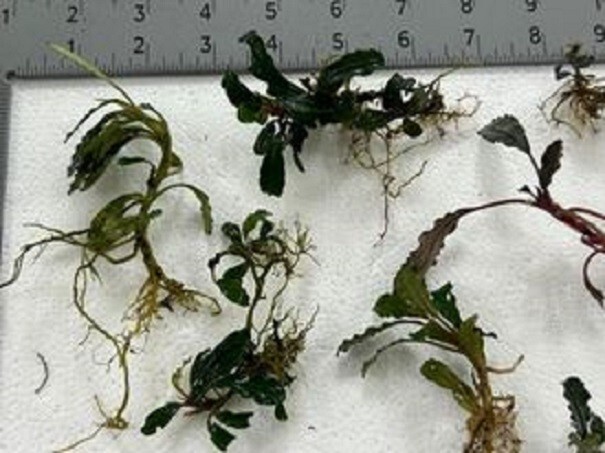 Bucephalandra (buce) 12 + assorted Rhizomes Unlabeled