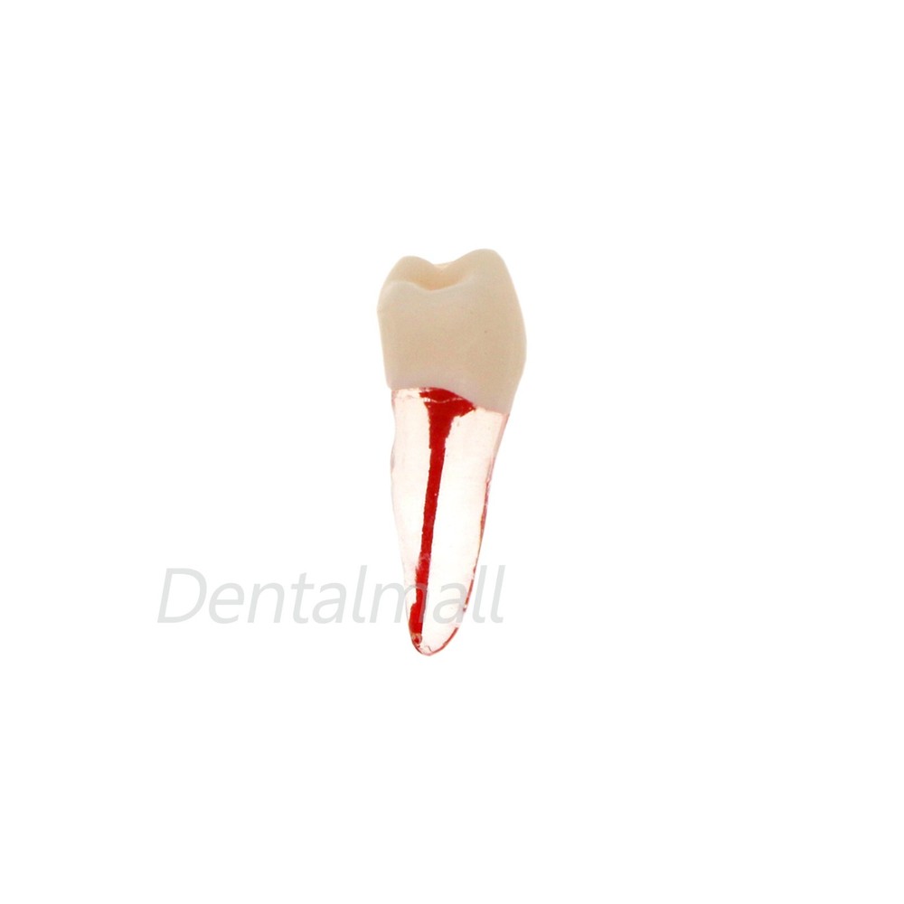 US 7 Pcs Dental Root Canal Practice Model Teeth Pulp Study RCT Endo File 16 36