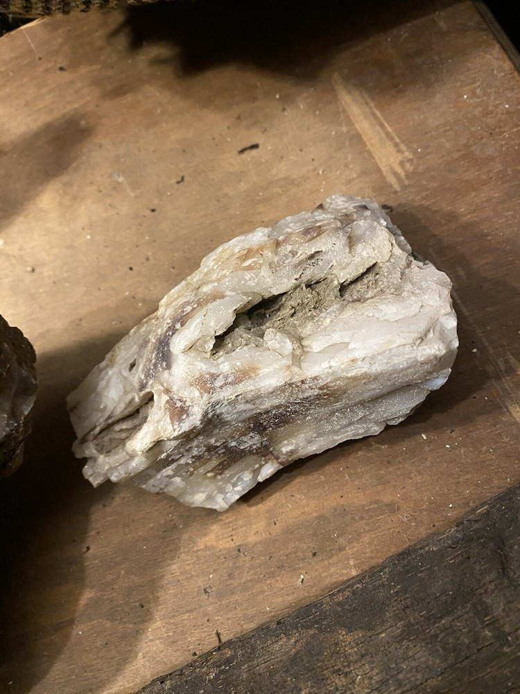 Petrified Wood Collection