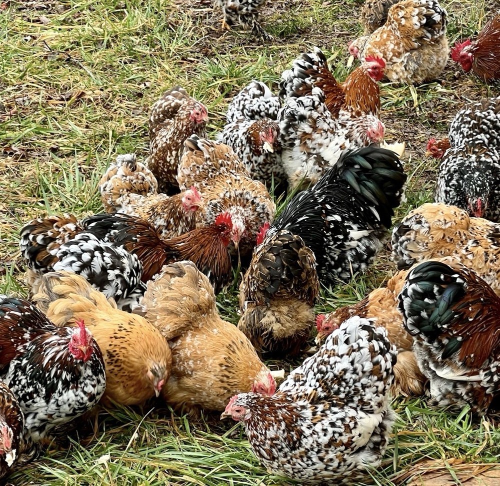 Cochin Bantam Mille Fleur Hatching Eggs One dozen