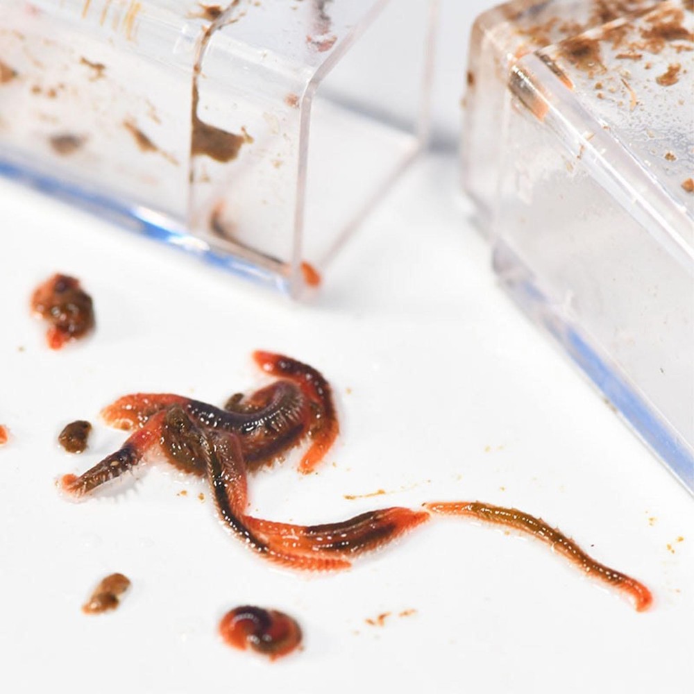 Leeches Catcher Planaria Trap Flatworm Trap