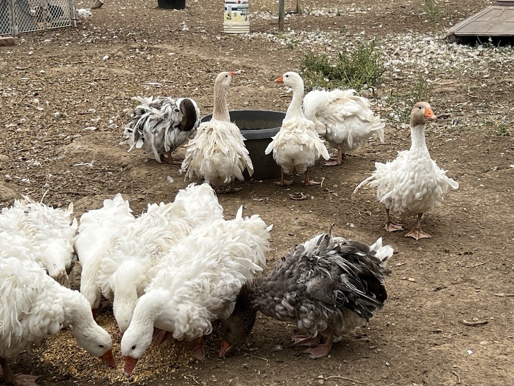 Sebastopol Goose Hatching Eggs