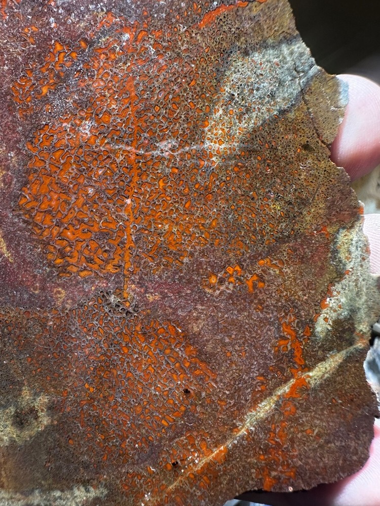 Dinosau bone rough **hxtled slab.