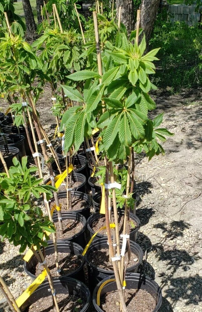 Ohio Buckeye 24'-48" Potted Tree Aesculus glabra #3 Containers