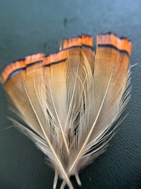 Golden Pheasant Tippet Feathers for Fly Tying