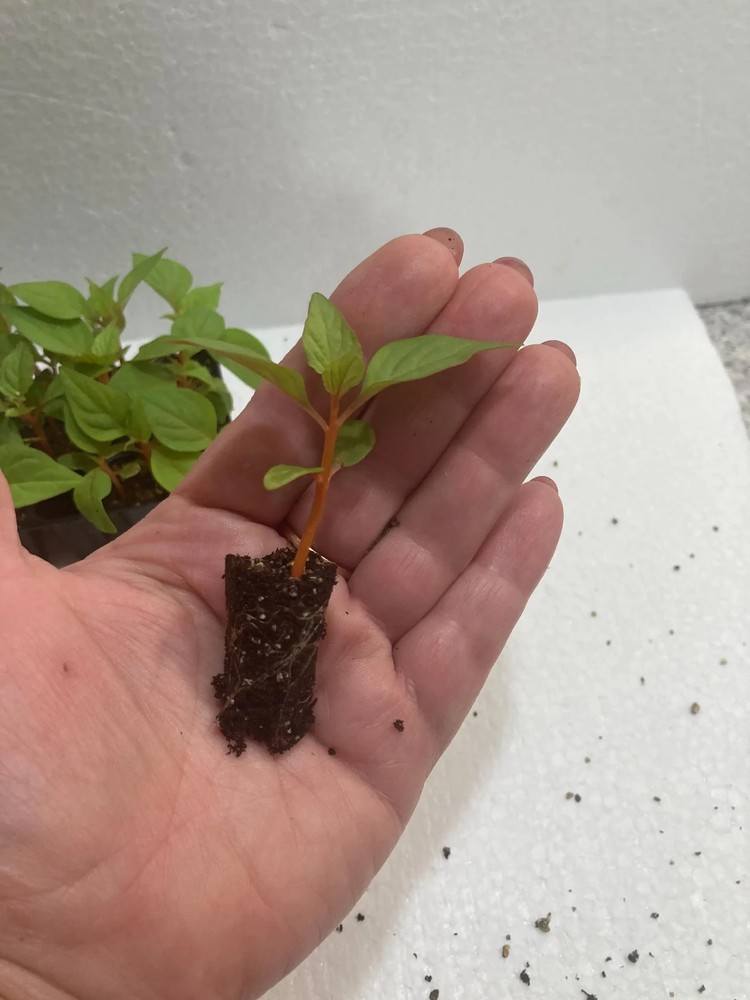 Celosia Celway Terracotta (10) Live Plants Plugs