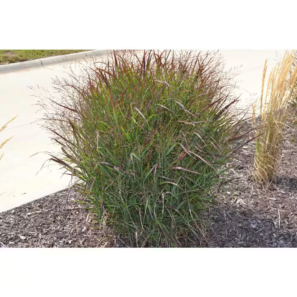 1 Gal. Shenandoah Switch Grass (2-Pack)