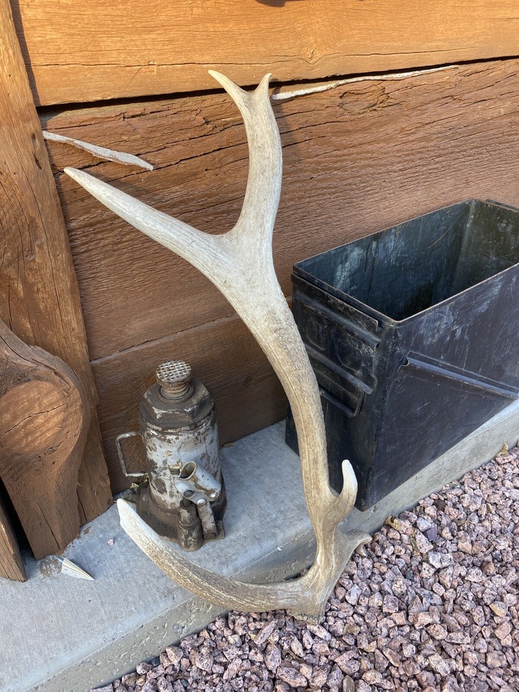 Unique “Freak” Elk Shed ~ Antler