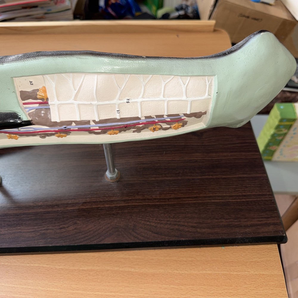 Anatomical Model Planarian Flatworm Bobbitt Laboratories