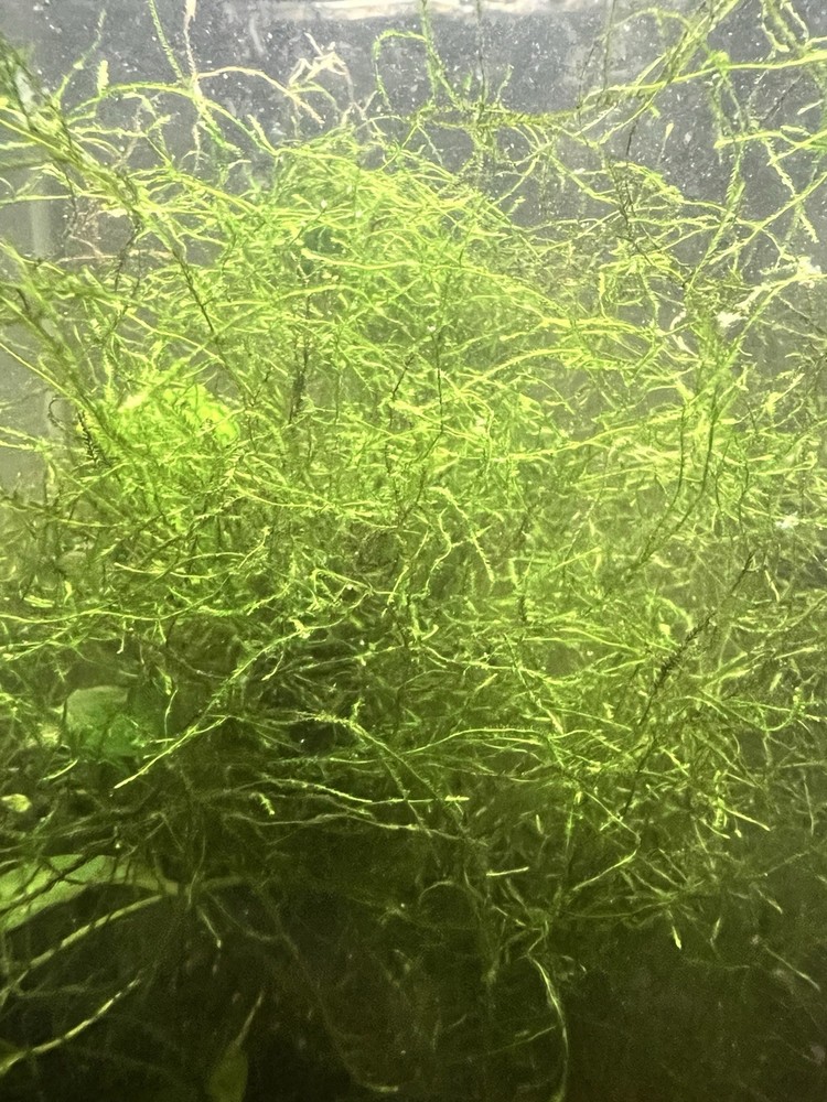 Buy 2 get 1 free Java Moss Live Aquarium Plant