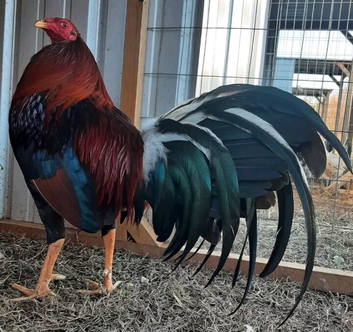 24 Chicken Hatching Eggs