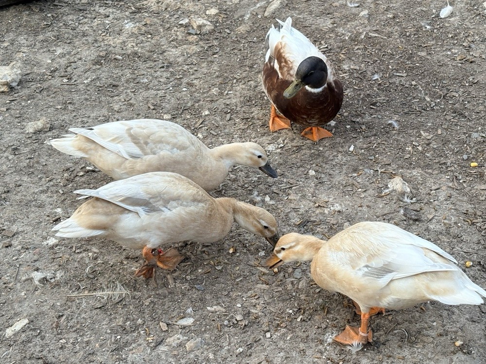 12 Pure Butterscotch Call duck hatching eggs