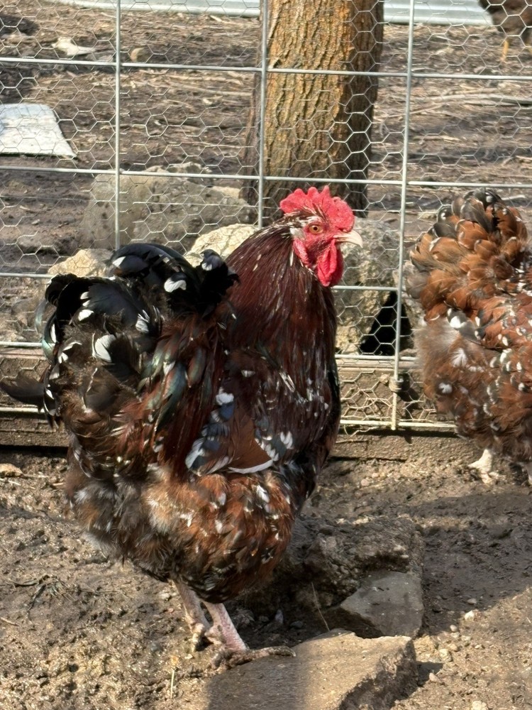 6  Jubilee Orpington hatching eggs