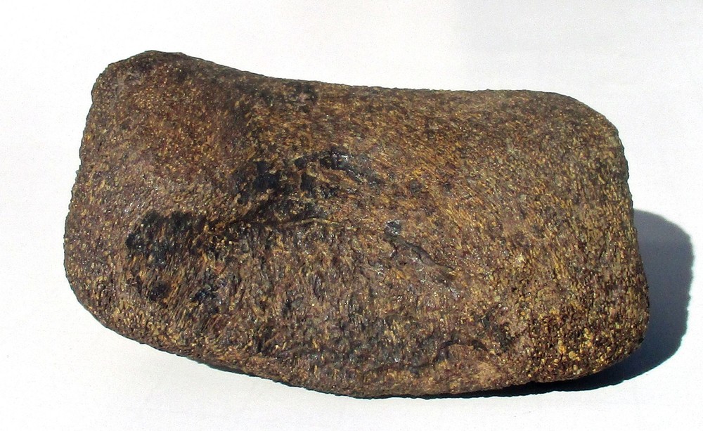 Edmontosaurus Toe Bone - Hell Creek Formation Montana
