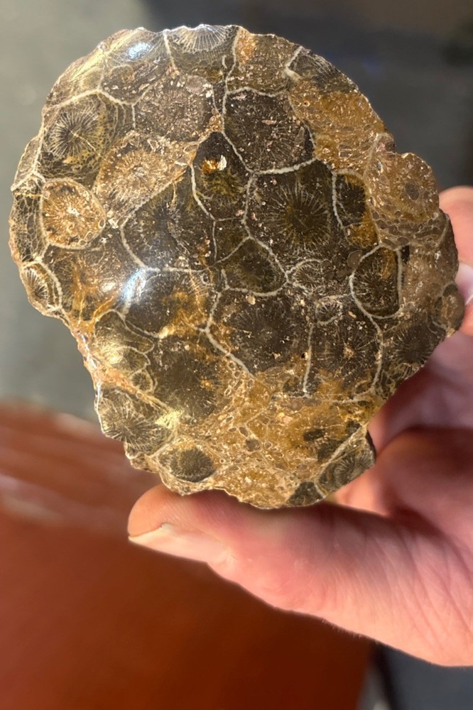 Petrified Coral End Polished