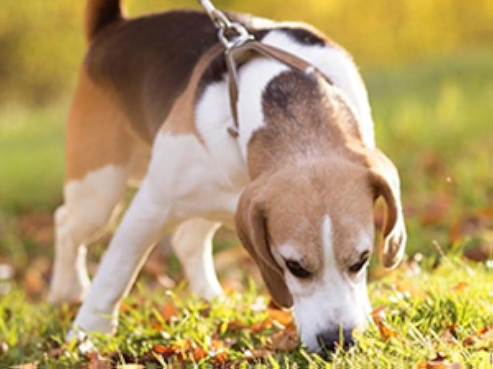 BARKL Dog Muzzle, Silicone Basket Muzzle for Small Medium Lar Dogs,