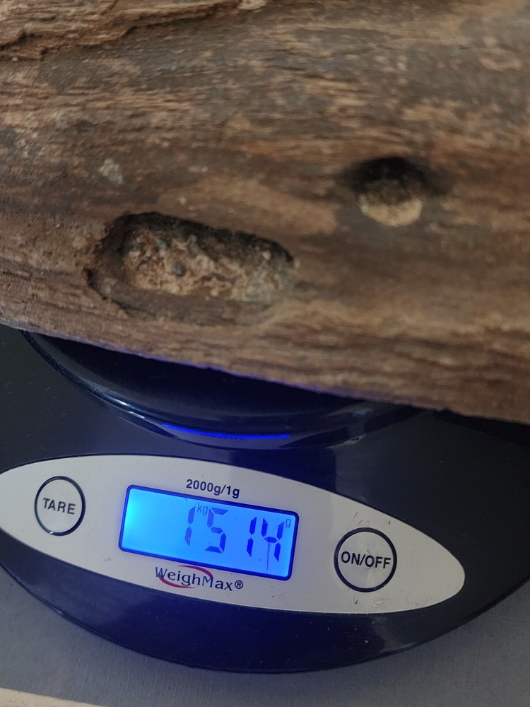 Petrified Wood Very Heavy Nice Definition