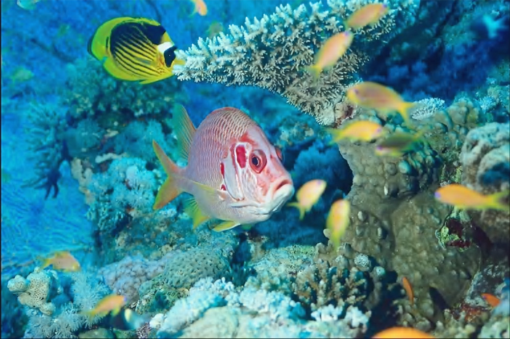 API Nitrite Level Test Kit Freshwater/Saltwater 180 tests complete kit