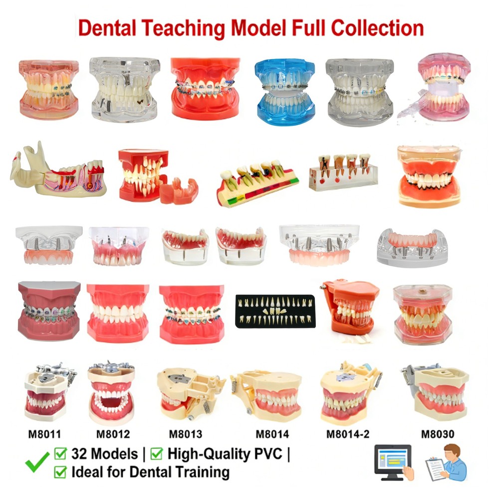 Multi-Type Dental Teaching Typodont Model Ortho/Implant/Pathology Practice Demo