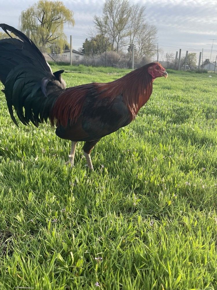 12+ Chicken Hatching Eggs