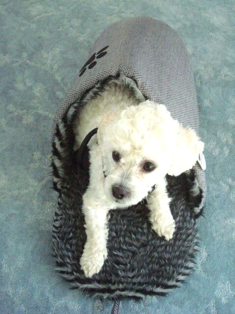 GRAY SLIPPER DOG/CAT BED