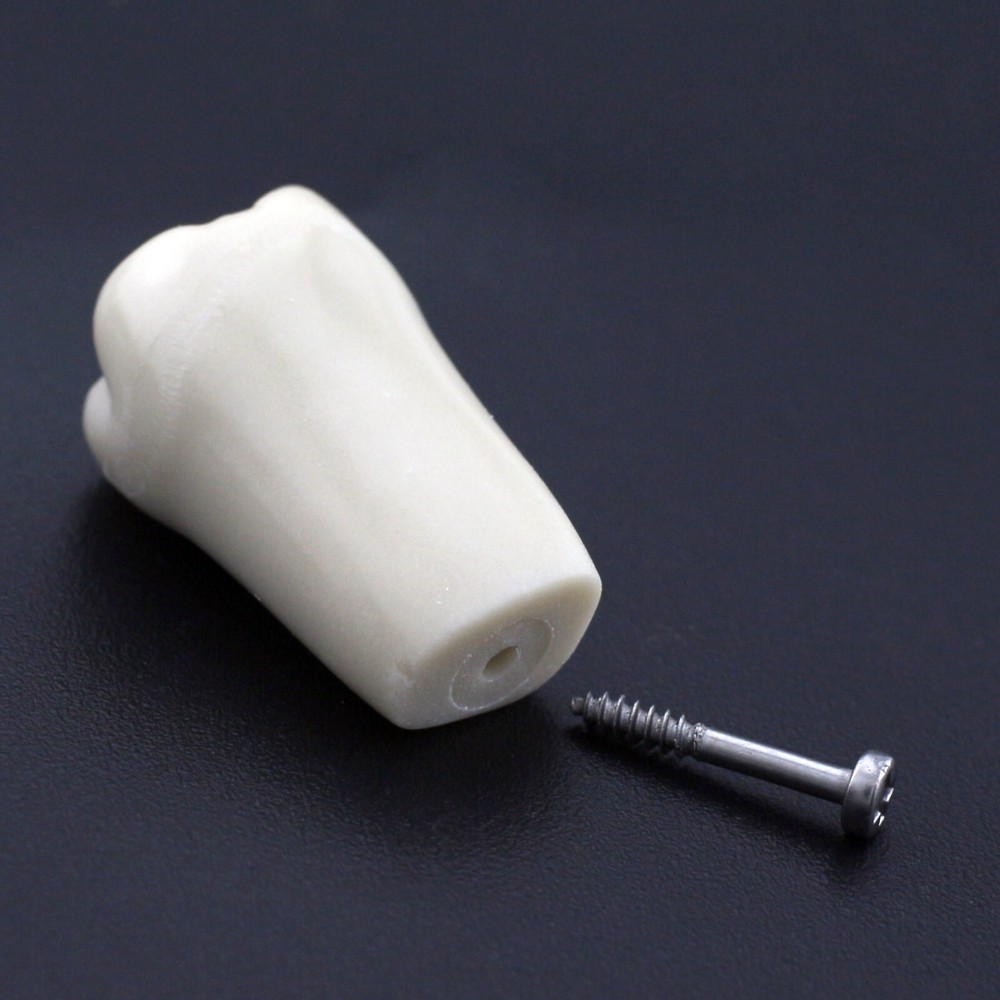 for Columbia 860 Dental Typodont Teeth 32pc Screw Replacement Dentoform Model