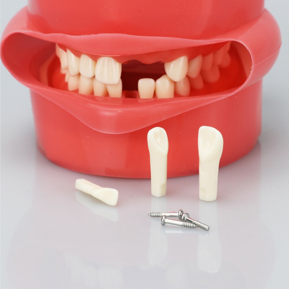 Dental Simulator Phantom Head Model for Education Dentist Training Practice