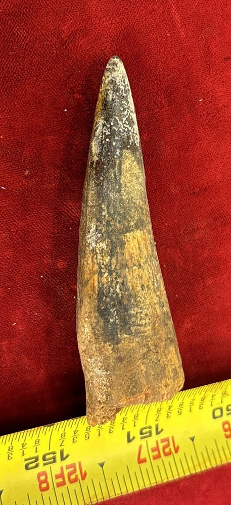 3 1/8 inch spinosaurus tooth