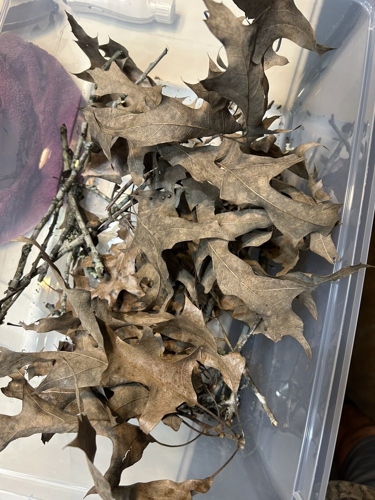 4 Oak Leaves 2 Oak Sticks.
